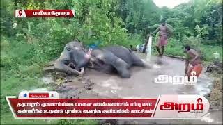 தருமபுரம் ஞானாம்பிகை யானை வயல்வெளியில் பம்பு செட் தண்ணீரில் உருண்டு புரண்டு ஆனந்த குளியலிடும் காட்சிகள் சமூக ஊடகங்களில் வைரல்