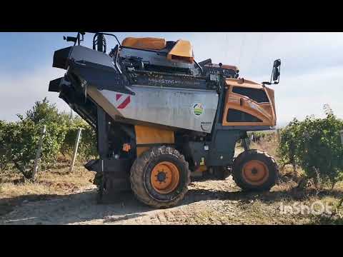 Recoltarea mecanizată a strugurilor (Merlot)
