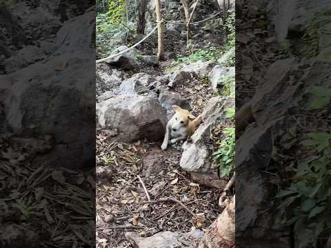 มันขึ้นไปได้ยังไง? 🐶#spd #spdผู้ให้no1