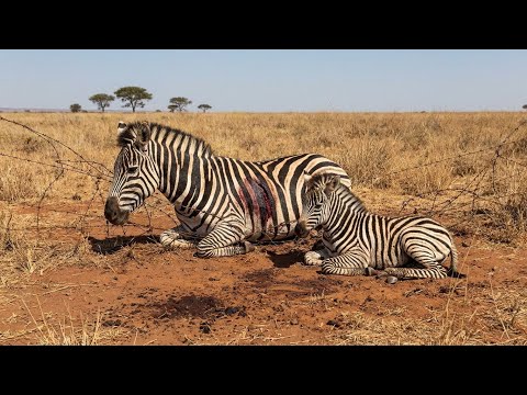 He Found a Wild Horse Tangled in Barbed Wire—Then This Happened