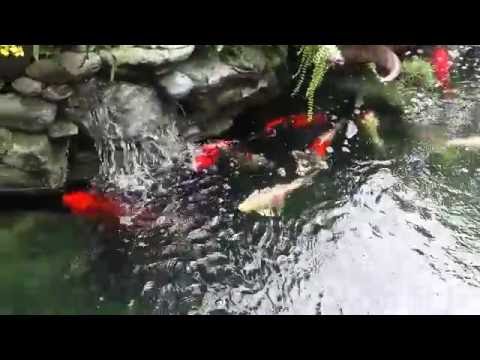 Watch Video on YouTube