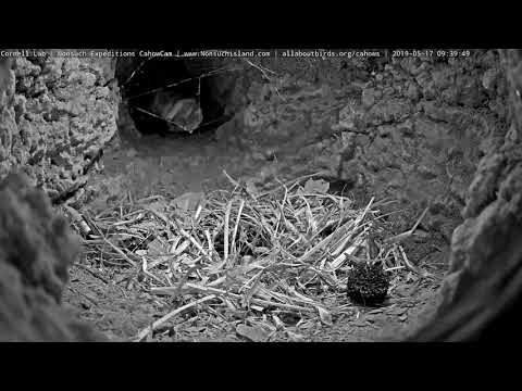 Bermuda Skink Visits Cahow Cam 1 Burrow – May 17, 2019