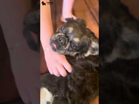 Video 4