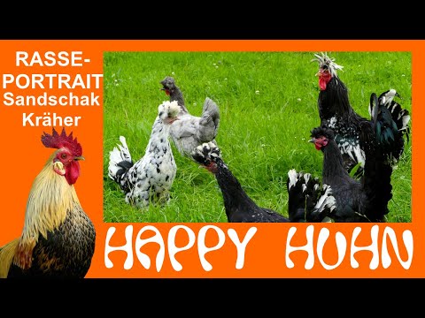 E45 Sandschak Kräher in the breed portrait at HAPPY HUHN, Longkräher Hahn, sanjak longcrower hens...
