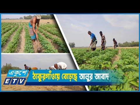 গত মৌসুমে ভালো দাম পাওয়ায় জেলার কৃষকরা ঝুঁকেছেন আলু চাষে | ETV News
