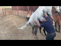 Horse Fucking