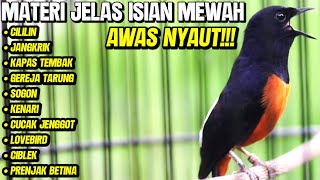 Download lagu MASTERAN MURAI BATU GACOR FULL ISIAN MEWAH CILILIN KENARI LOVEBIRD KAPAS TEMBAK DLL mp3