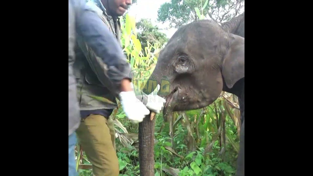 Rescuing a Baby Elephant with a Painful Mouth Injury 🐘❤️