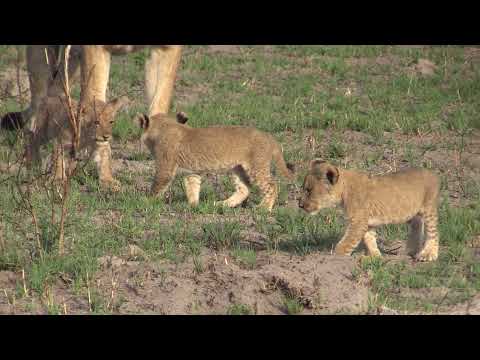 Botswana 2021 - lvice s mláďaty