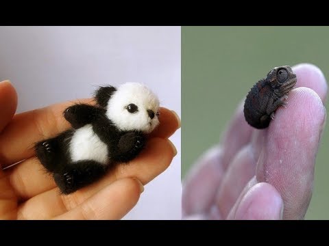 Cute Baby Animals Video