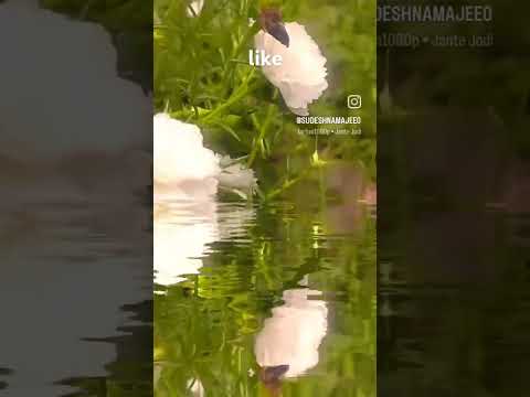 #sudeshna#song#shorts