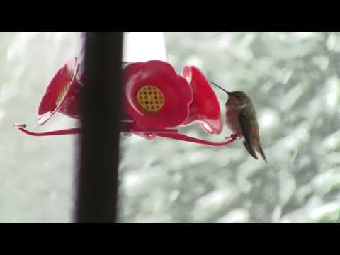 Female Anna's Hummingbird at the feeder in a snow storm