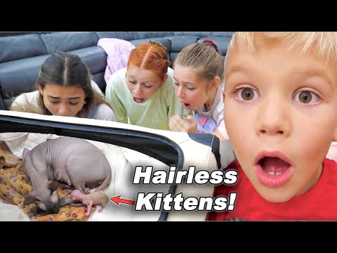 Family Watches Cat Give Birth to Kittens! EMOTIONAL!