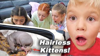 Family Watches Cat Give Birth to Kittens! EMOTIONAL!