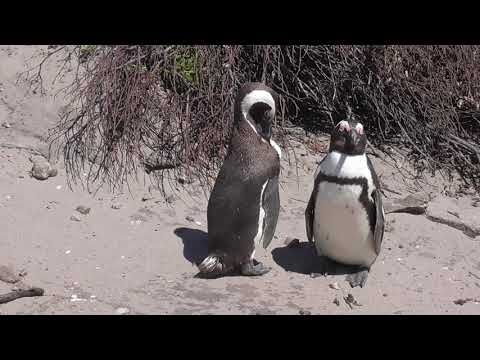 Birding South Africa Part 8: Western Cape incl Tankwa Karoo Oct 21-24