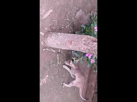 Cat & sharp comedy C.K Suman