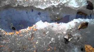 Geoff Bennett / Surfin Zydeco