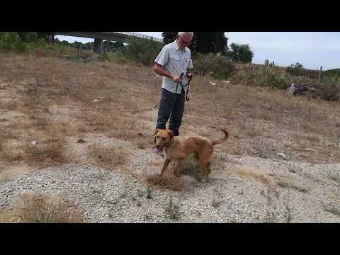 Vídeo de RICO