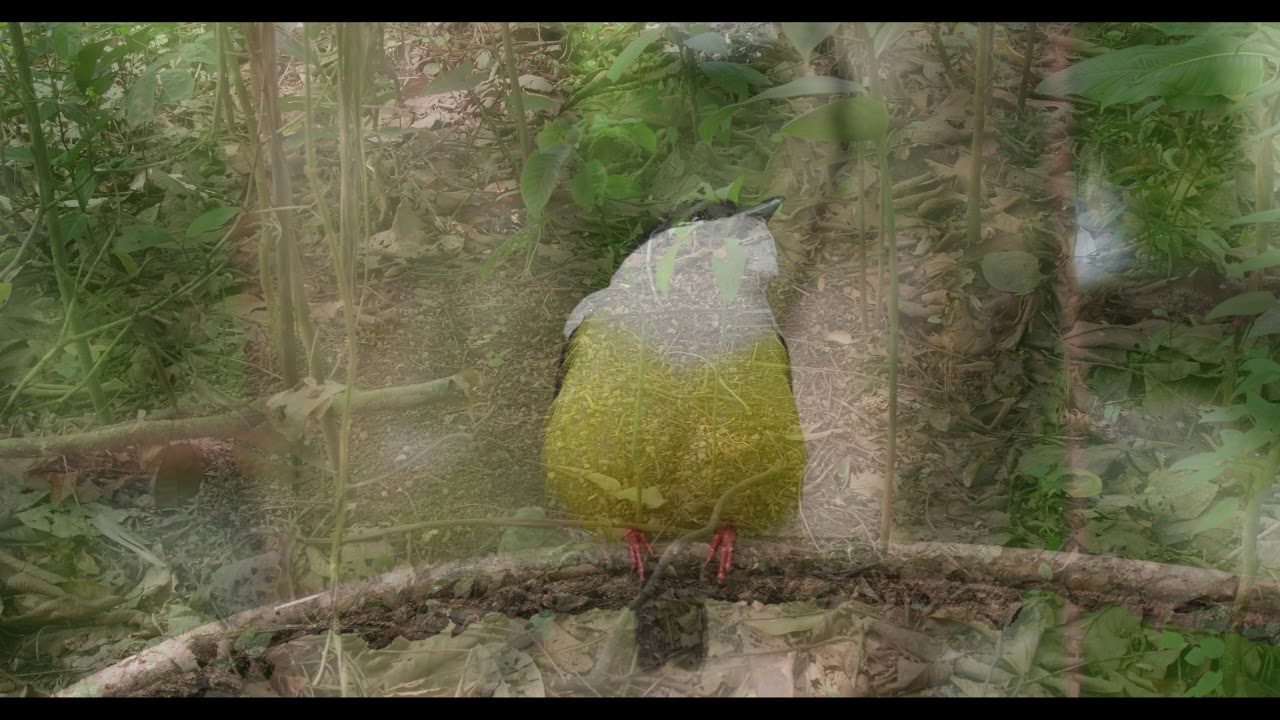 The Dance of the White-collared Manakin