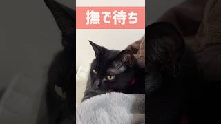 【黒猫】はしっこで休憩中？