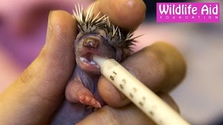 Super cute tiny baby hedgehog being hand-fed!