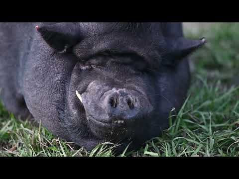 Couple bid on pig at fair hoping for a pet, but it was scheduled for slaughter