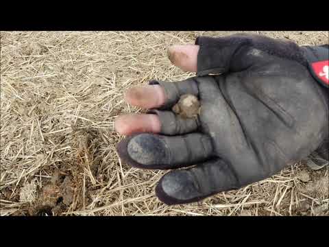 Sondeln mit XP ORX bringt schon wieder Silber