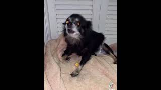 can pudgy give an owa owa for the gravy train?