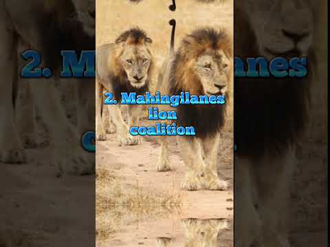 The 5 most famous coalition of lions 🦁#shorts