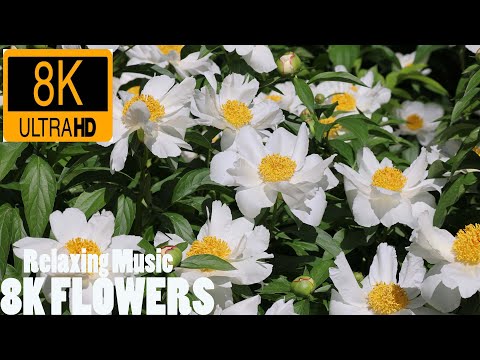 8K  / 8K ULTRA HD / 8K TV – The Most Beautiful Flowers Collection | Flower Blooming Time Lapse