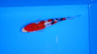 video van Sanke  SA-V24-01282