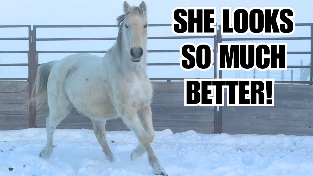 Senior AUCTION horse Transformation! ~ She is feeling GOOD!