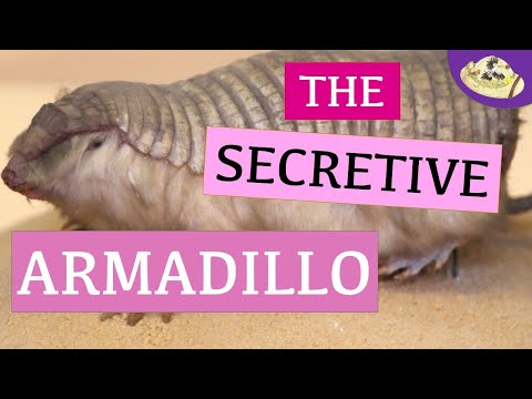 What is a Pink Fairy Armadillo? 5 Fast Animal Facts You NEED to Know | Weird & Wonderful