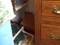 Macaw In His Nest