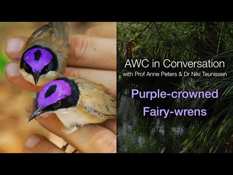 AWC in Conversation with Professor Anne Peters and Dr Niki Teunissen (S5E1)