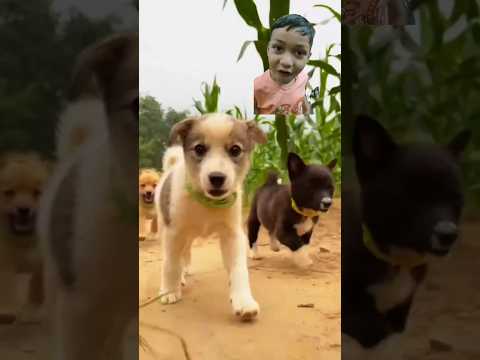 #shortviral #shortvideo #youtube #dog #ytviral