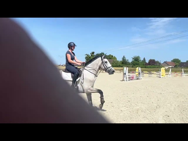 Hongre 5 ans SF