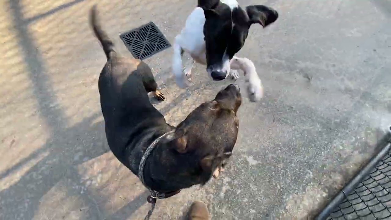 Rose, a ADOPTABLE mixed breed in Monroe, GA video 2/2