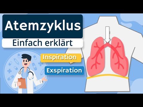 Respiratory cycle - inspiration / expiration explained