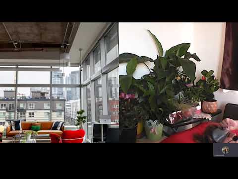 HIPN REGRESIVA 603,FLORIN SI BLOCAJUL PE TIMUS MORARU A SI C