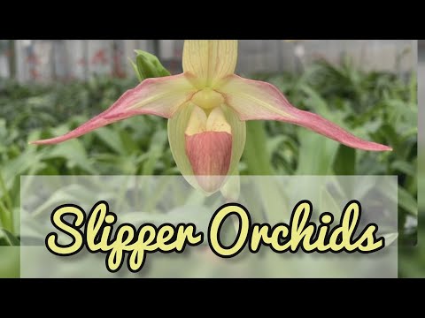 Phragmipedium Slipper Orchids Care and Repots