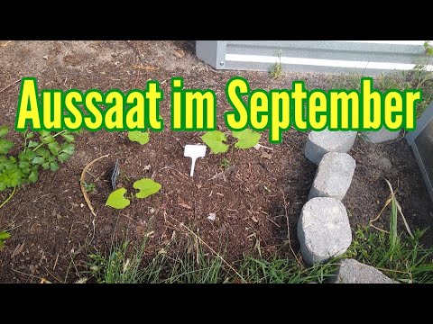 Sowing calendar September Sowing in September What is sown in September