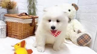 サモエドの動画02