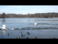 Trumpeter Swan Mute Swan Fight Ann Arbor Washtenaw County Michigan