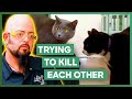 Jackson Galaxy Stops Two Cats From Trying To Kill Each Other My Cat From Hell