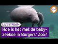 LIVE | Hoe gaat het met de babyzeekoe van Burgers' Zoo? | Omroep Gelderland