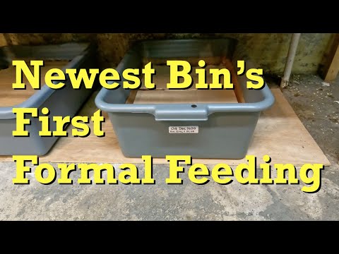 One week old mixed population worm bin's first feeding - vermicomposting
