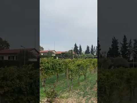 📌İsabey Bağ Evi