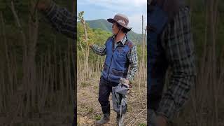두릅 겹순따기/ 두릅장아찌 만들기 좋은크기