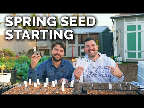 How to Transplant Seedlings My High Density Method